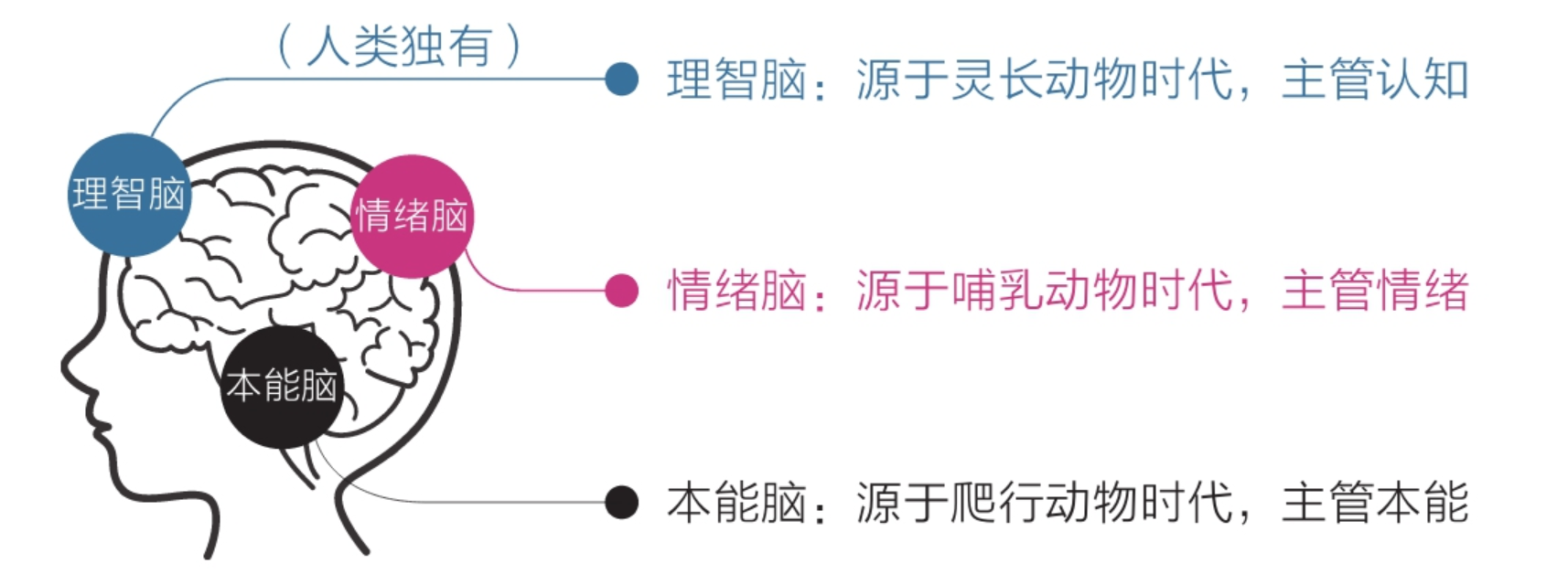 人类的三重大脑